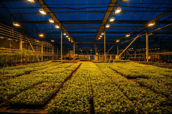 農業や観賞植物の栽培のための複雑な気候制御システムと現代の水耕栽培温室 夕方の人工光作業 — ストック写真