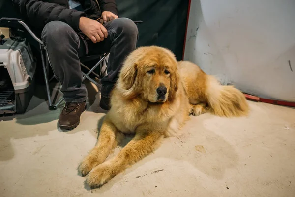 Καθιστό Καφέ Αφράτο Θιβετιανό Σκυλί Μαστίφ — Φωτογραφία Αρχείου