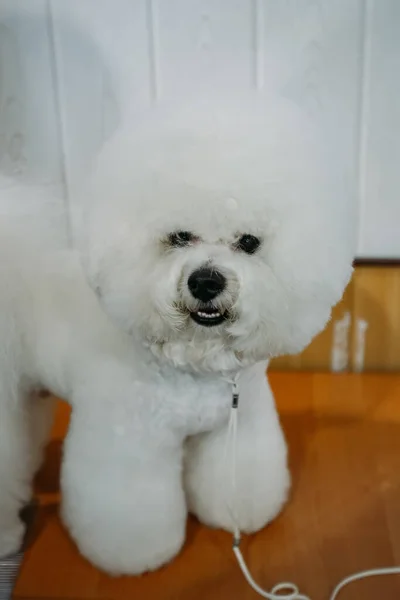 Dog Bichon Frise standing on the table — Stock Photo, Image