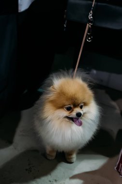 Şirin, tüylü, kızıl saçlı Pomeranya Spitz köpeği..