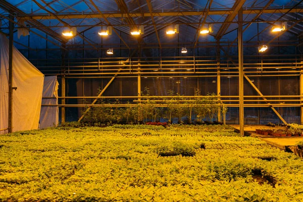 Modern Hidroponikus Üvegház Komplex Klímavédelmi Rendszerrel Mezőgazdasági Dísznövények Termesztésére Mesterséges — Stock Fotó