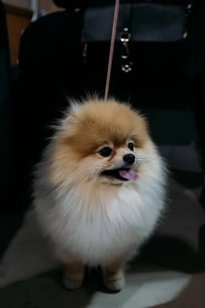 Cute fluffy red haired Pomeranian Spitz dog.
