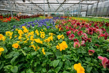 Modern serada yetişen çok renkli menekşeler, seçici bir odak.