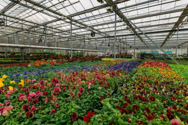 Modern serada yetişen çok renkli menekşeler, seçici bir odak.