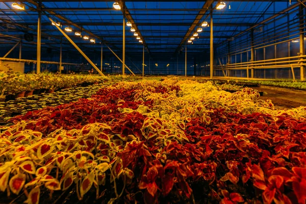 Coloridas Plantas Coleus Que Crecen Invernadero Moderno Por Noche Condiciones — Foto de Stock