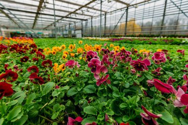 Modern serada yetişen çok renkli menekşeler, seçici bir odak.