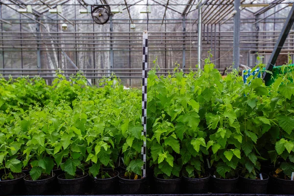 Cultivo Plántulas Álamo Invernadero Con Control Climático — Foto de Stock