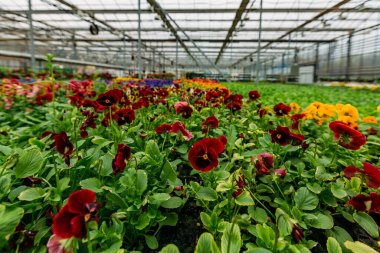 Modern serada yetişen kırmızı menekşeler, seçici odak.