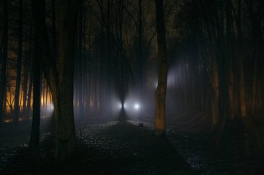 Dark and spooky foggy forest at night.