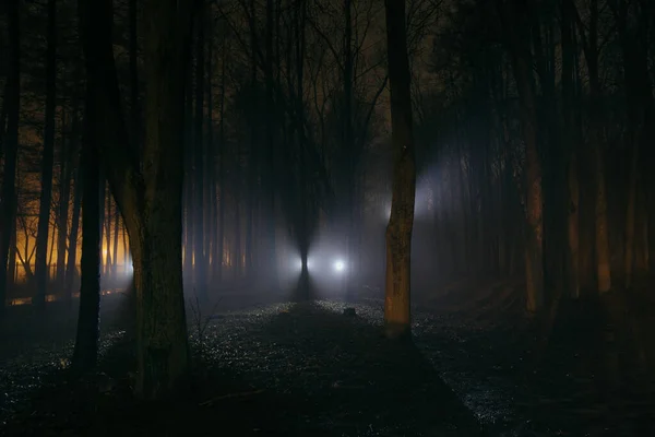 Donker Griezelig Mistig Bos Nachts — Stockfoto