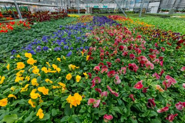 Modern serada yetişen çok renkli menekşeler, seçici bir odak.