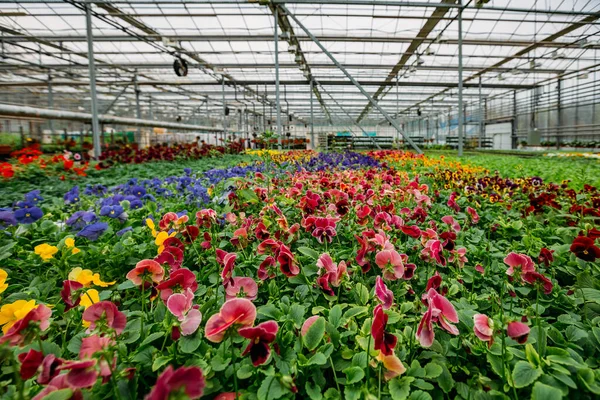 Modern serada yetişen çok renkli menekşeler, seçici bir odak