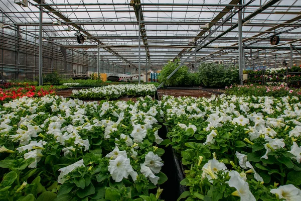 Modern serada yetişen beyaz petunya çiçekleri, seçici odak