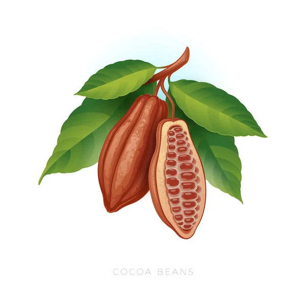 Matura Fagioli Cacao Ramo Con Foglie Fagioli Cacao Sfondo Bianco — Vettoriale Stock