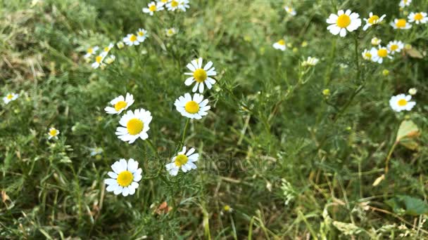 Close-up of chamomile flowers — Stock Video