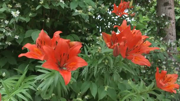 Tiger lily flowers — Stock videók