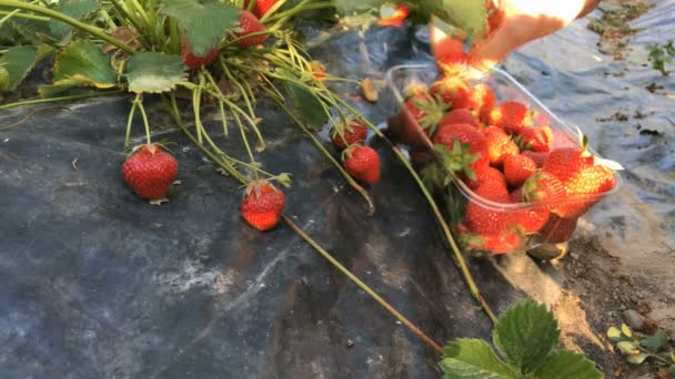 收割成熟的草莓 — 图库视频影像