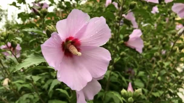 Hibiscus τα λουλούδια syriacus — Αρχείο Βίντεο