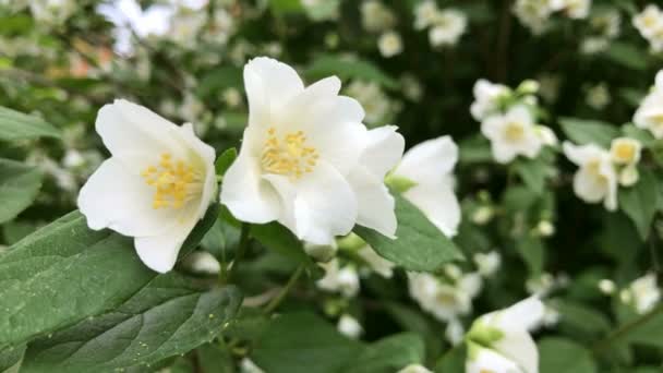 美しいジャスミンの白い花のクローズ アップ — ストック動画