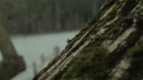 Antiguo muelle en el lago — Vídeo de stock