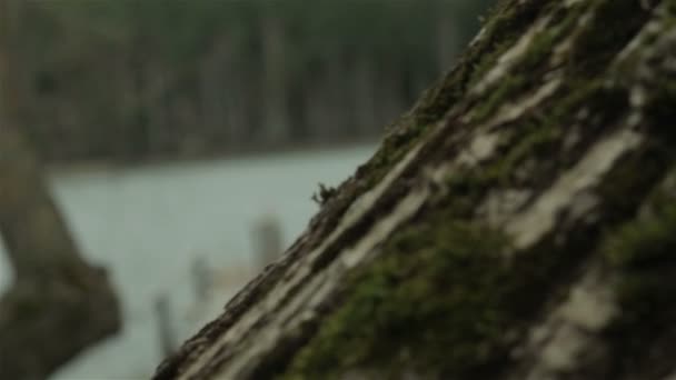 Vieille jetée sur le lac 