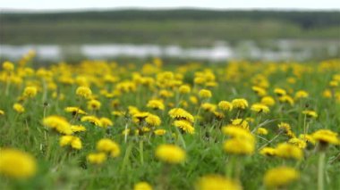Dandelions Nehri yakınında yeşil alan