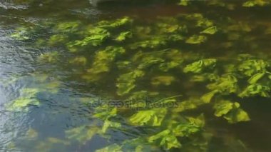 nehir nilüfer dalgalar üzerinde sallanan