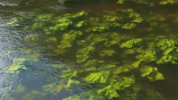 rivière nénuphar est balancer sur les vagues 