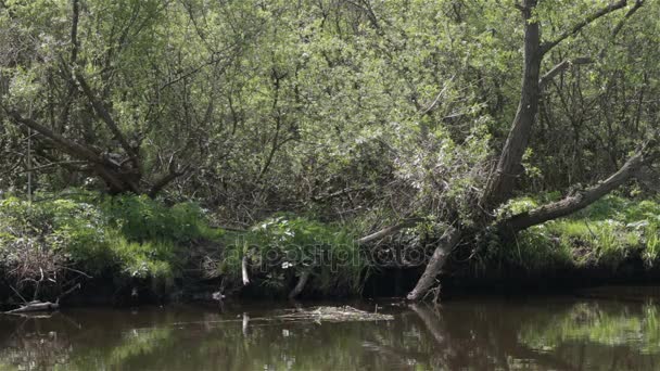 Río en un bosque denso — Vídeo de stock