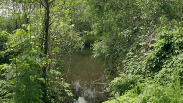 Río en un bosque denso — Vídeo de stock