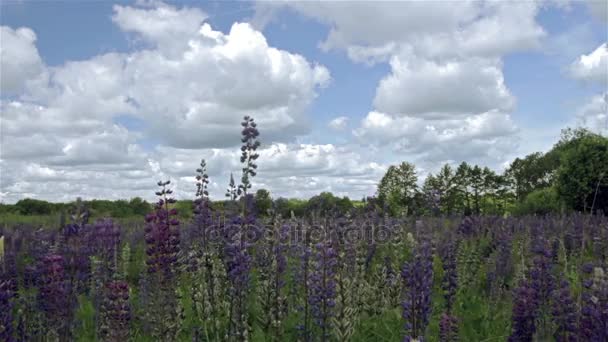 Blaue Blumen auf einer Waldlichtung — Stockvideo