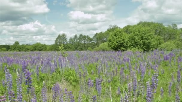 Блейд з квітами серед лісу — стокове відео