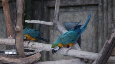 büyük Amerika papağanı bir kafes içinde yürür