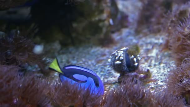 Blauer Tang Fisch in einem Korallenriff — Stockvideo