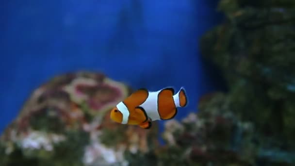 Рыба-клоун в аквариуме — стоковое видео