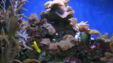 Akvaryumdaki sarı balık