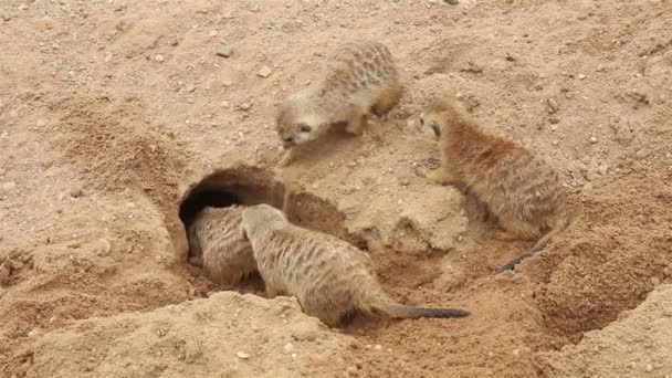 suricates creuser un trou 