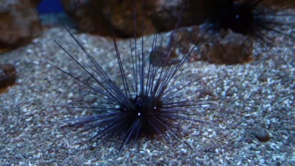 Seeigel auf dem Meeresboden — Stockvideo