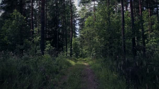 Camino en el denso bosque — Vídeo de stock