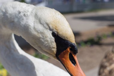 doğal bir ortamda beyaz kuğu