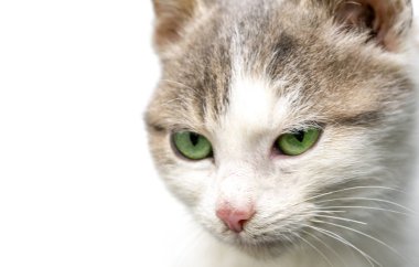 yeşil bir kedi gözleri kapatın