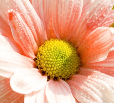 Güzel pembe ve beyaz Gerbera papatya çiçeği yakın çekim.