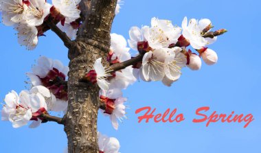 Çiçekli Elma Ağacı Dalları Mavi Gökyüzünün Üzerinde