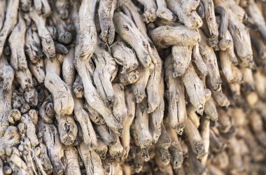 Palmiye ağacı kökü resmi. Resmi kapat, palmiye ağacı lifini