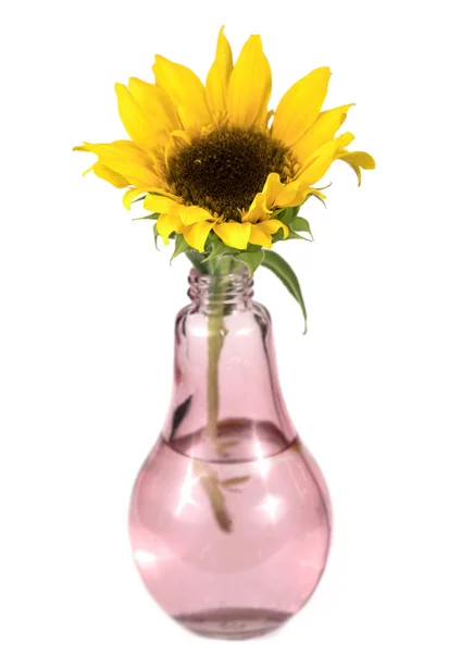 在孤立的花瓶里放着一朵黄色的葵花花 — 图库照片