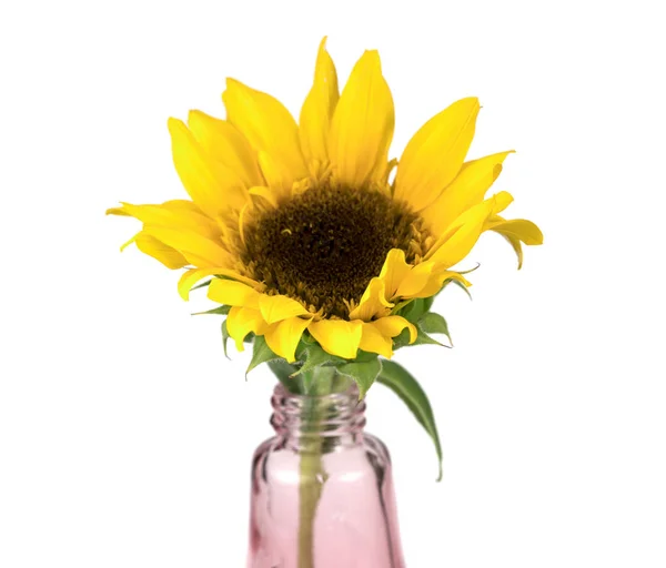 Ayçiçeğinin Sarı Çiçeği Yalıtılmış Vazoda — Stok fotoğraf
