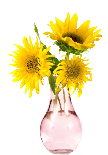 在孤立的花瓶里放着一朵黄色的葵花花 — 图库照片