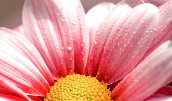 Pembe Çiçek Yaprakları Çiçekte Makro Güzel Soyut Arka Plan — Stok fotoğraf