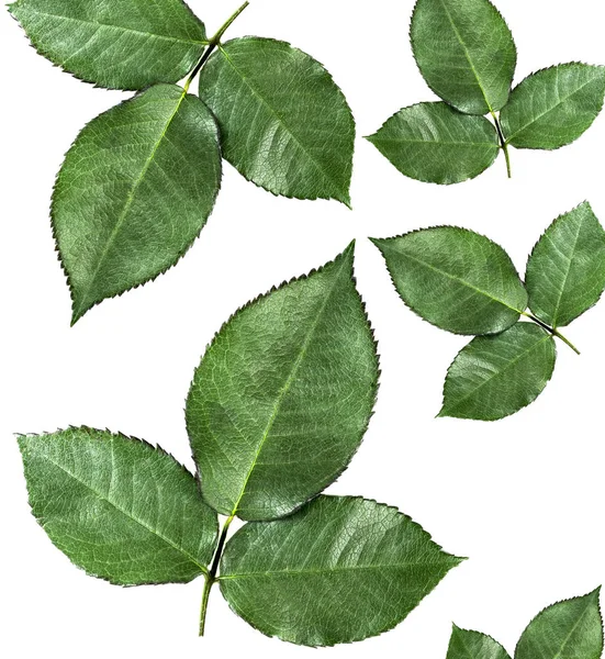 Green Leaves Isolated White Background Top View — Stock Photo, Image