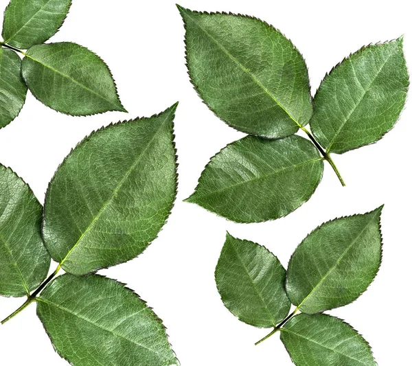 Green Leaves Isolated White Background Top View — Stock Photo, Image